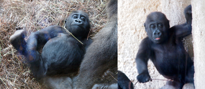 [Two photos are spliced together. On the left is the baby gorilla lying on her back with one around around her foster mother's limb as she looks through the glass to my camera. Her other arm is on her lower leg. She has that leg in the air with her little foot and toes visible. On the right is the baby gorilla standing with her back to the rock wall as she faces the camera. She holds a thin stick with one hand and uses the other to hand on to the rock at her head level. Her mouth is slightly open showing her tongue.]